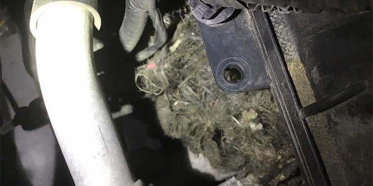 59 Auto Repair - How do I keep rodents out of my vehicle? - Image 1